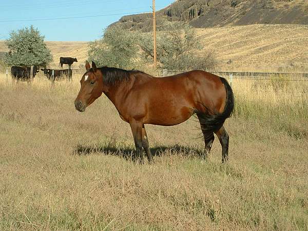 cowhorse-cutting-broodmare-quarter-horse