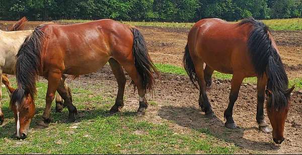 american-cream-draft-gypsy-driving-work-team-trail-filly-mare-horse