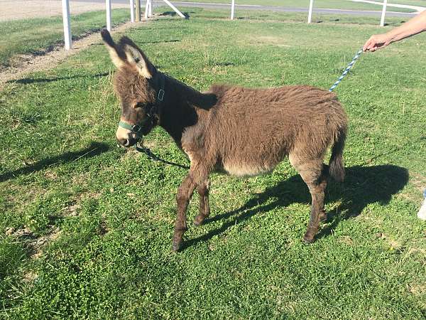 mini-weanling