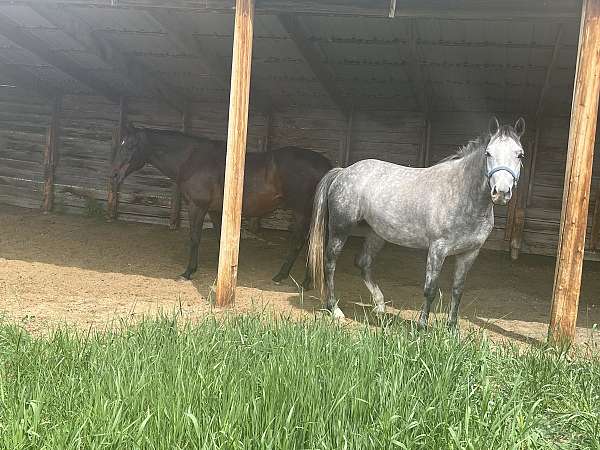 blue-roan-roan-cross-finished-horse