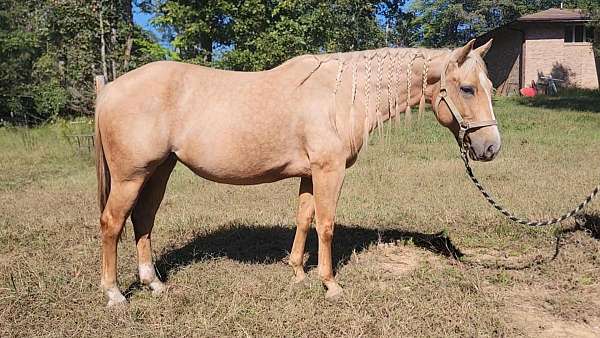 cutting-prospect-quarter-horse