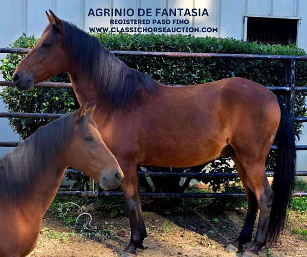 any-terrain-paso-fino-horse