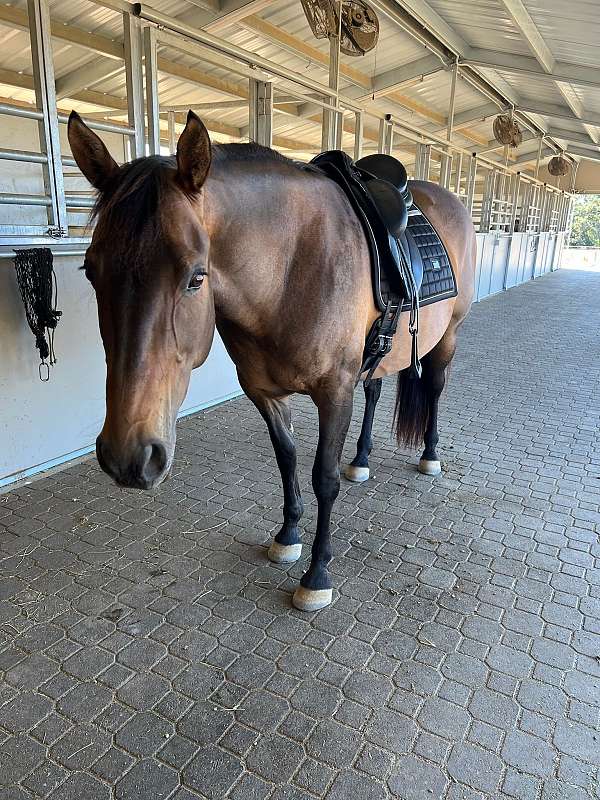 dressage-azteca-warmblood-horse