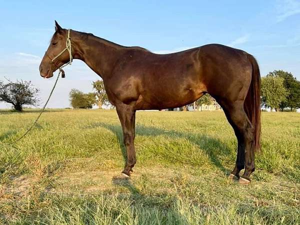 aqha-quarter-horse