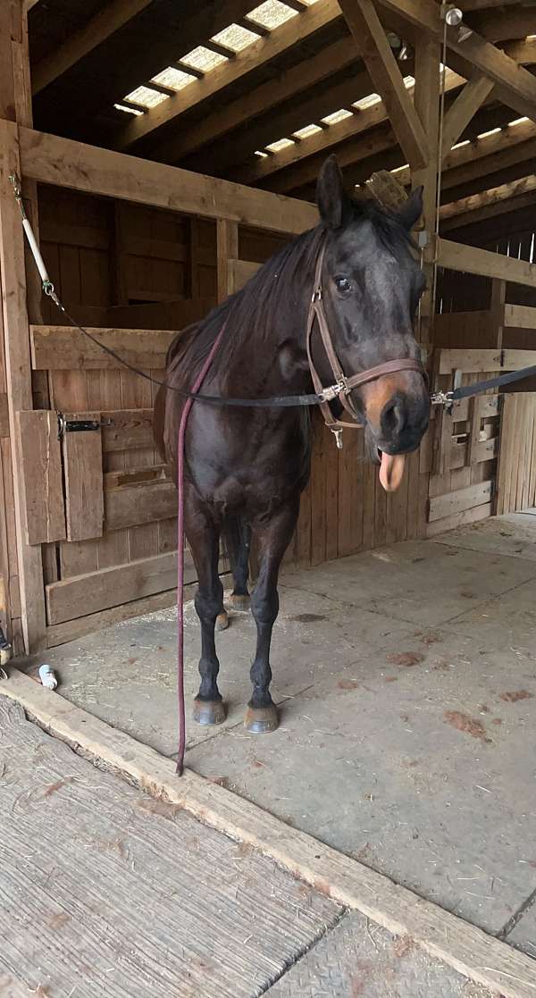 granite-lake-quarter-horse