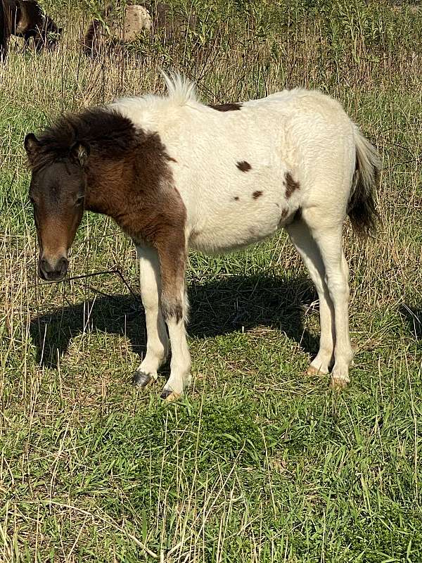 pinto-shetland-pony-colt