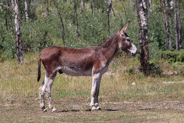 donkey-gelding