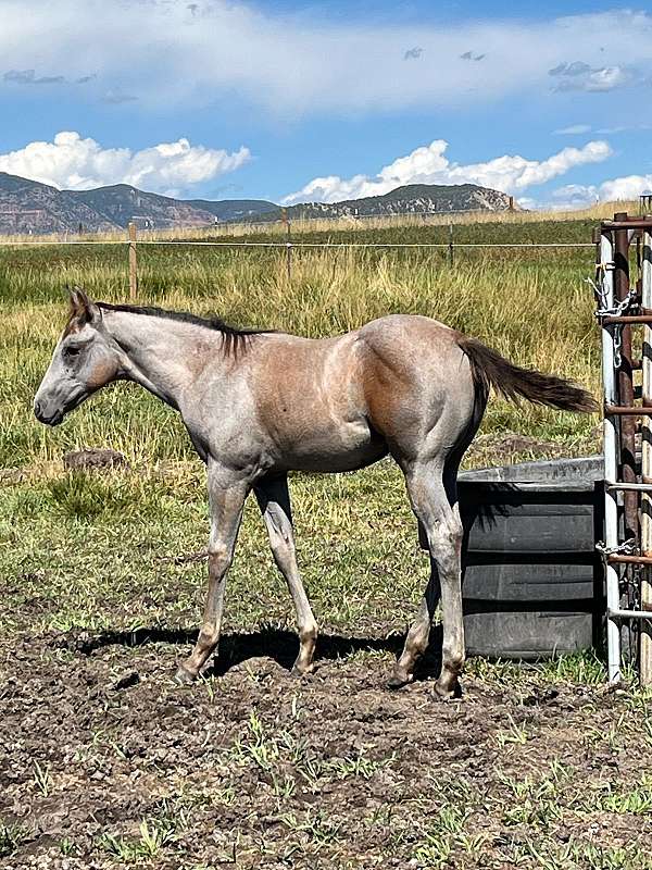 quarter-horse-filly