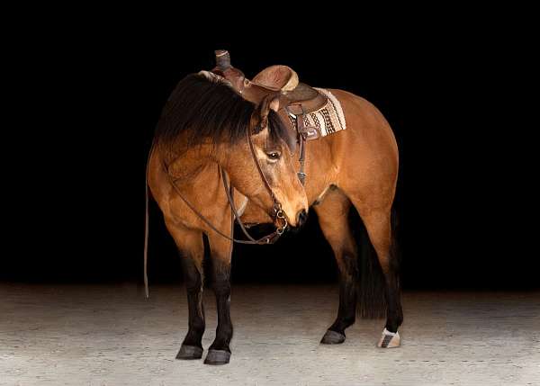 beautiful-buckskin-draft-horse