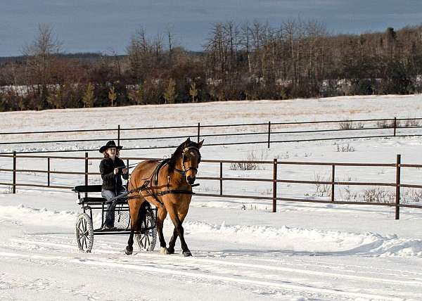 bow-draft-horse