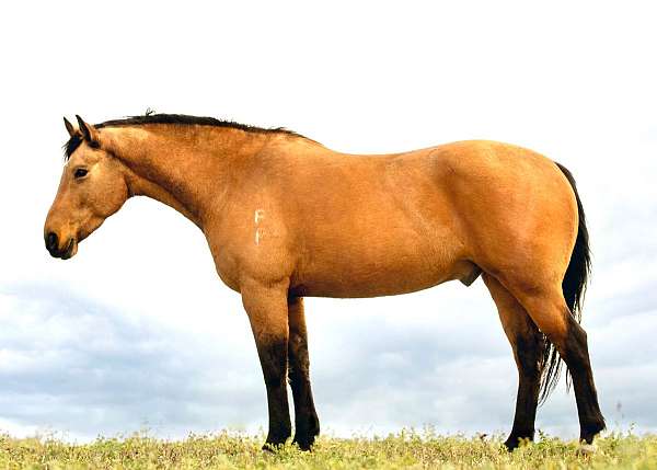 big-eq-draft-horse