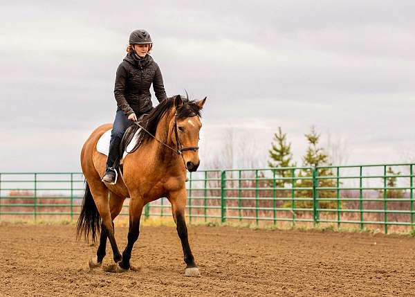 chip-draft-horse