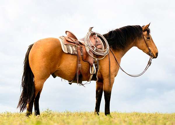 ball-draft-horse