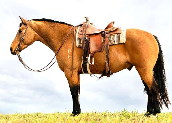 buckskin-gelding-draft-horse