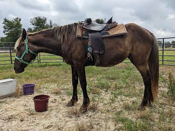 usef-rocky-mountain-mare