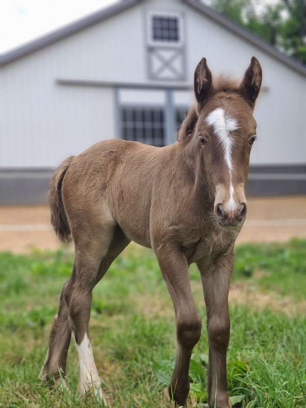 one-back-white-sock-face-blaze-horse