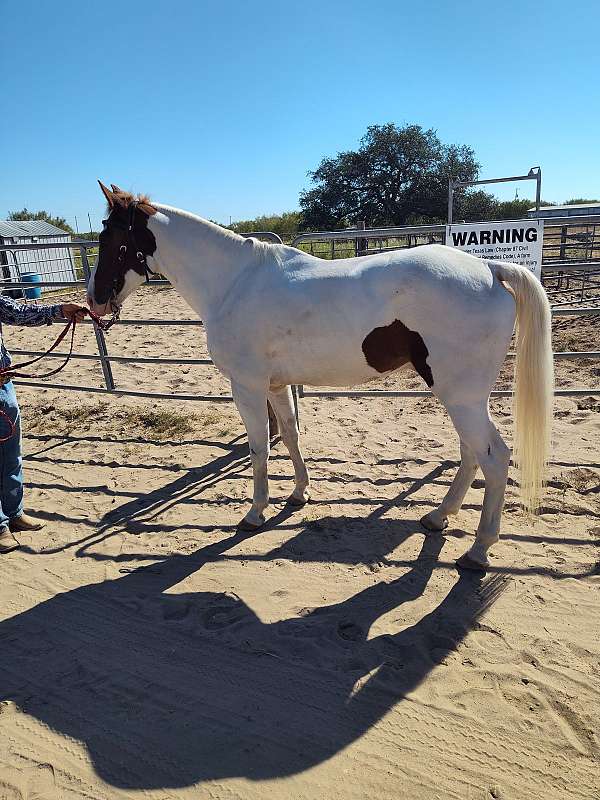 15-hand-gelding