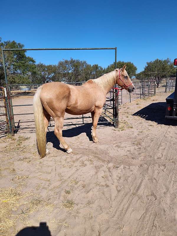 15-hand-gelding