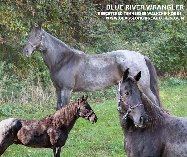 wrangler-tennessee-walking-horse