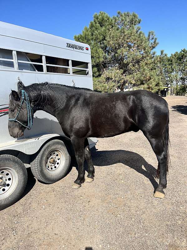 project-working-mustang-horse