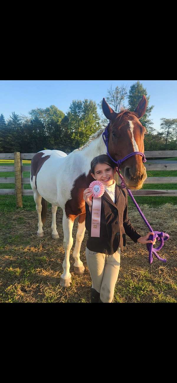 dressage-pinto-pony