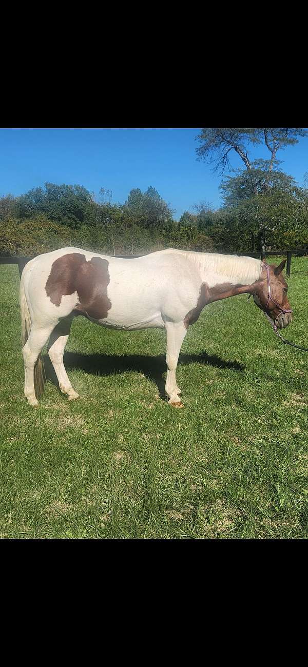 dressage-quarter-pony