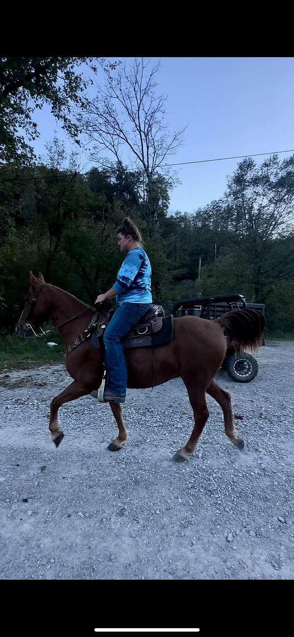 all-around-tennessee-walking-horse