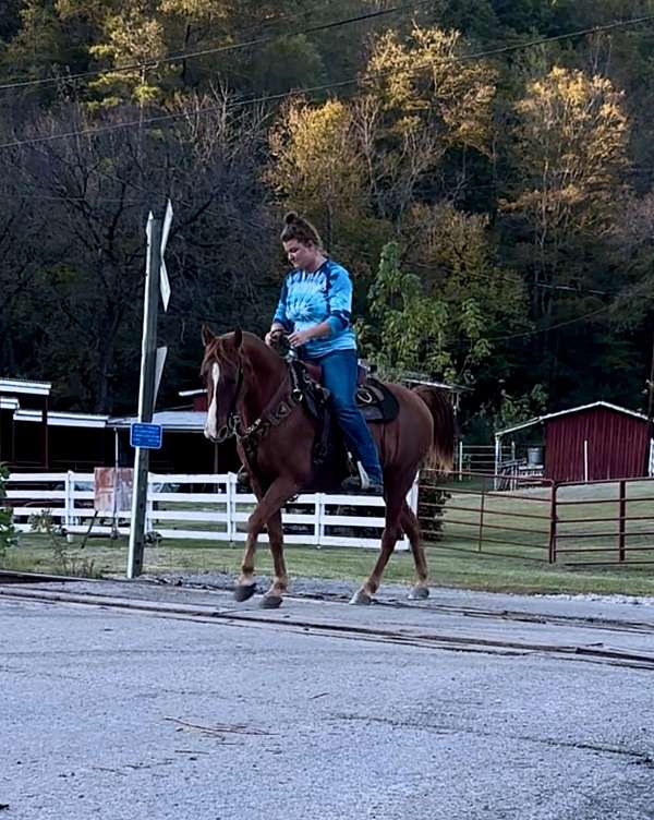 all-around-tennessee-walking-horse