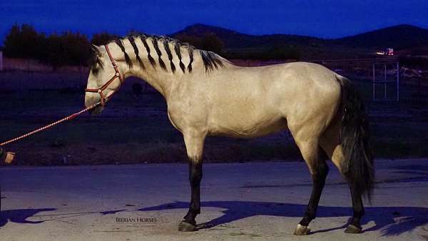 pre-andalusian-palomino-horse