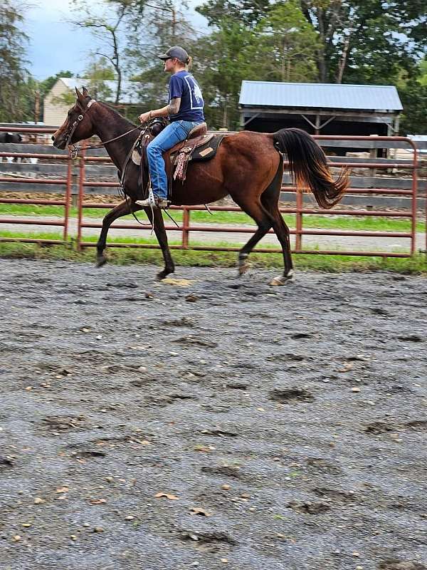 arabian-horse