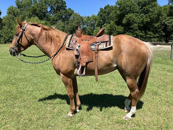 red-roan-appendix-horse