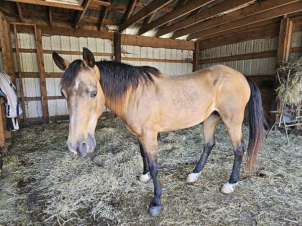 buckskin-arabian-pony