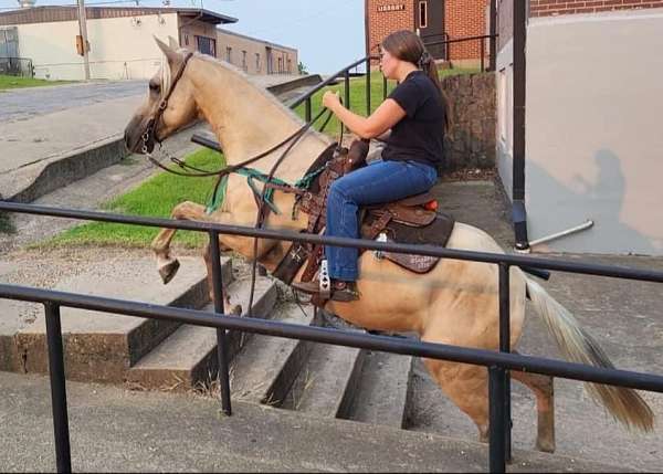 quarter-horse-gelding