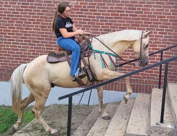 halter-palomino-horse