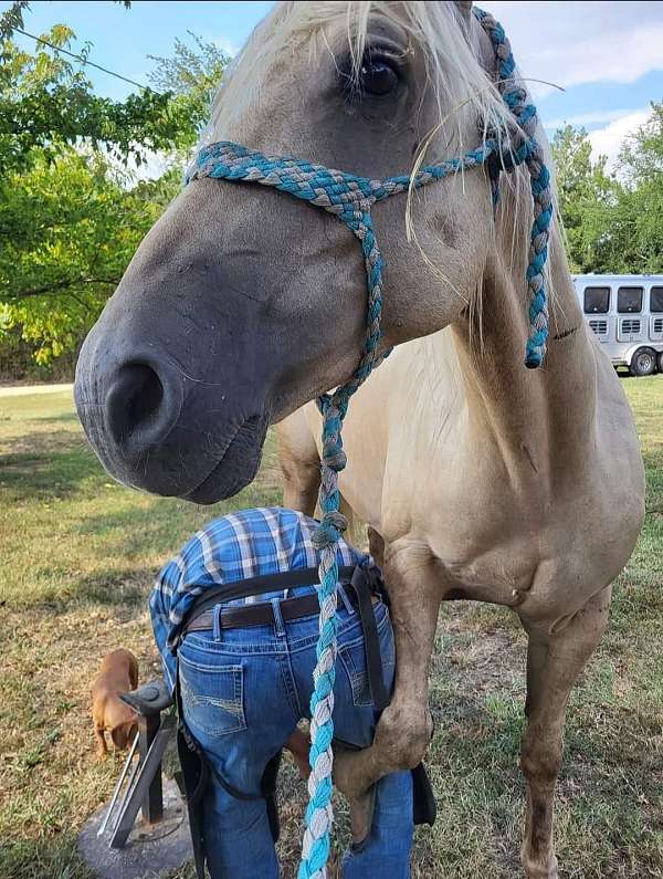 palomino-gelding