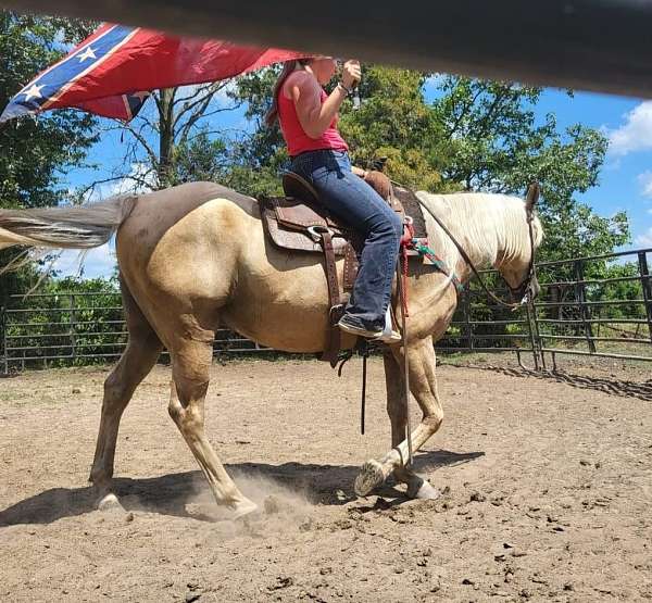 palomino-halter-horse