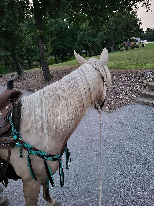 halter-horse