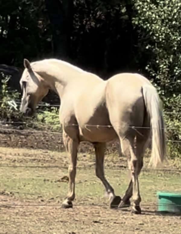 palomino-for-sale