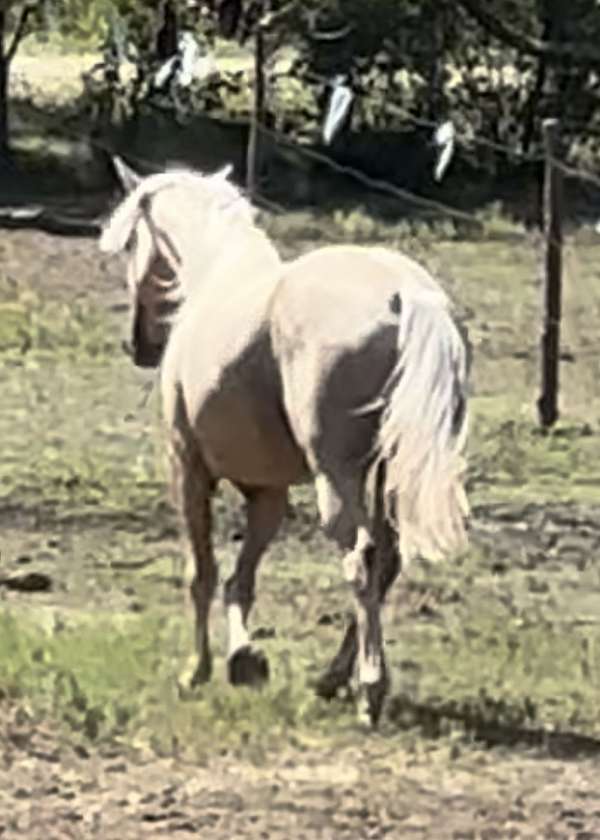 palomino-horse