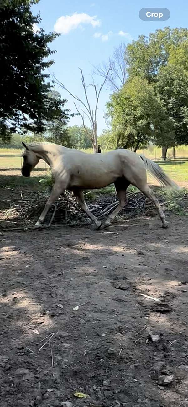 palomino-gelding-for-sale