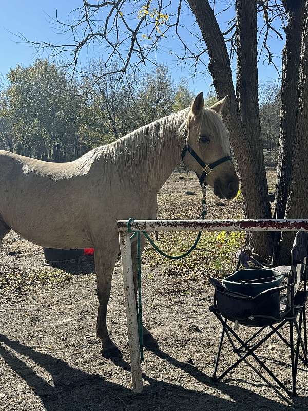 palomino-horse