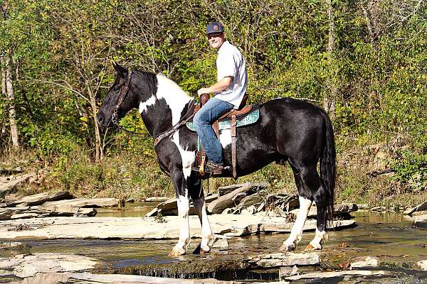 athletic-draft-horse