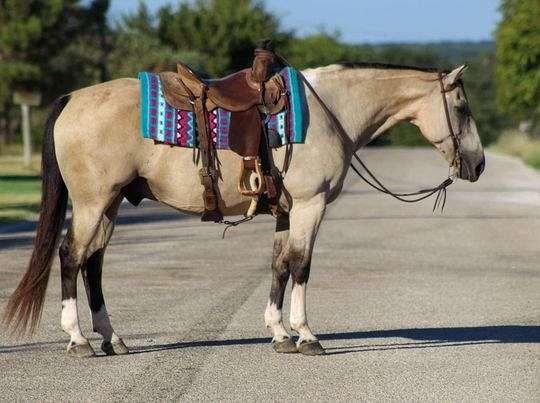 buckskin-cross-ranch-horse