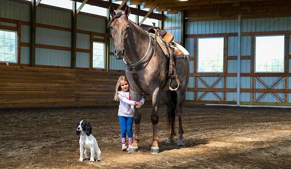 bridleless-tennessee-walking-horse