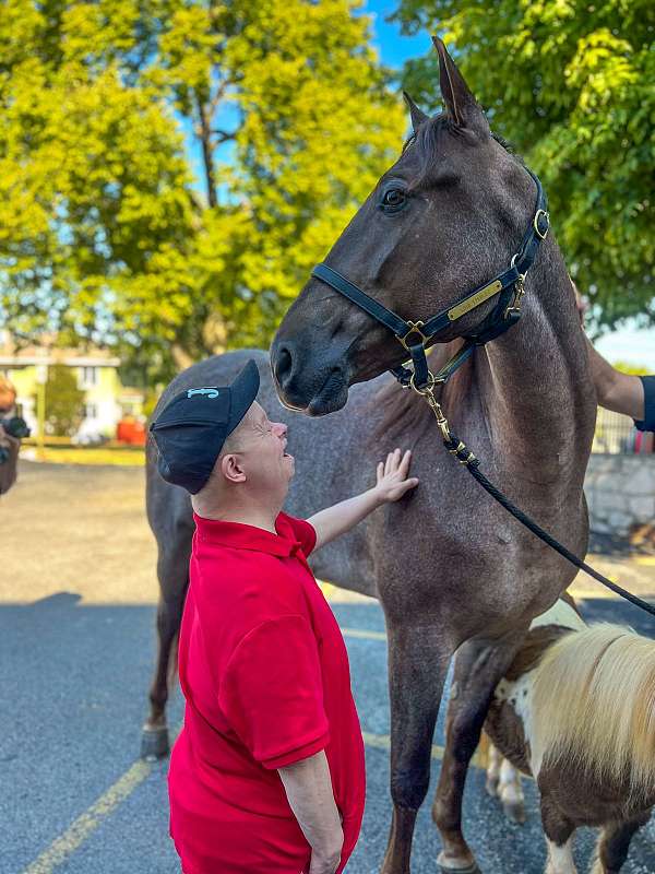 guest-horse-tennessee-walking