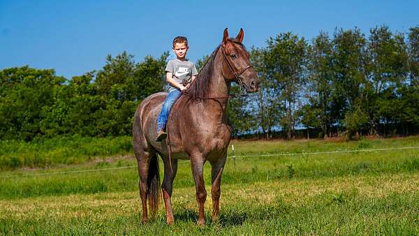 preference-tennessee-walking-horse