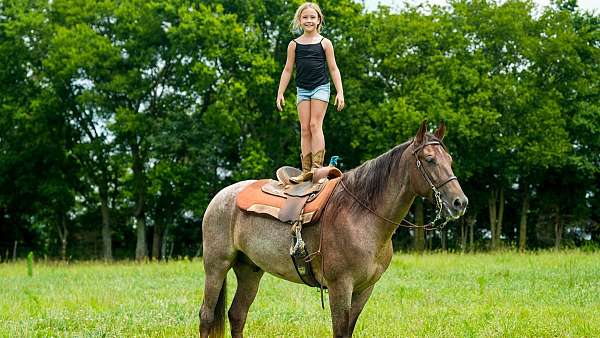 shoot-from-tennessee-walking-horse