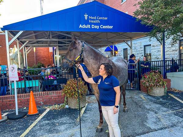 very-forgiving-tennessee-walking-horse