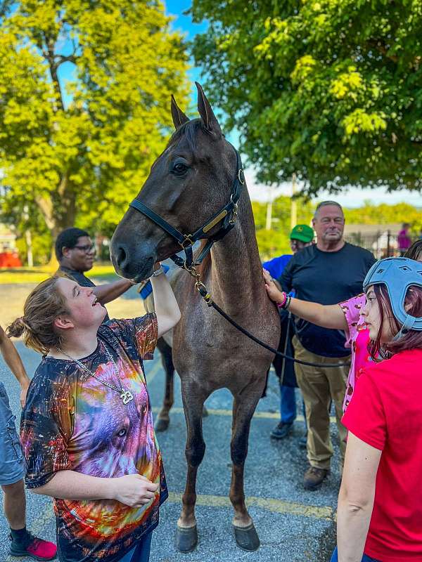 t-tennessee-walking-horse