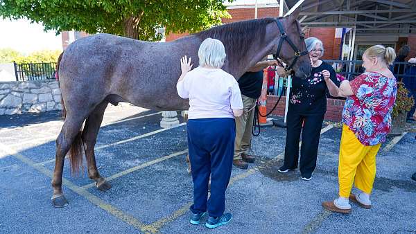 service-gelding